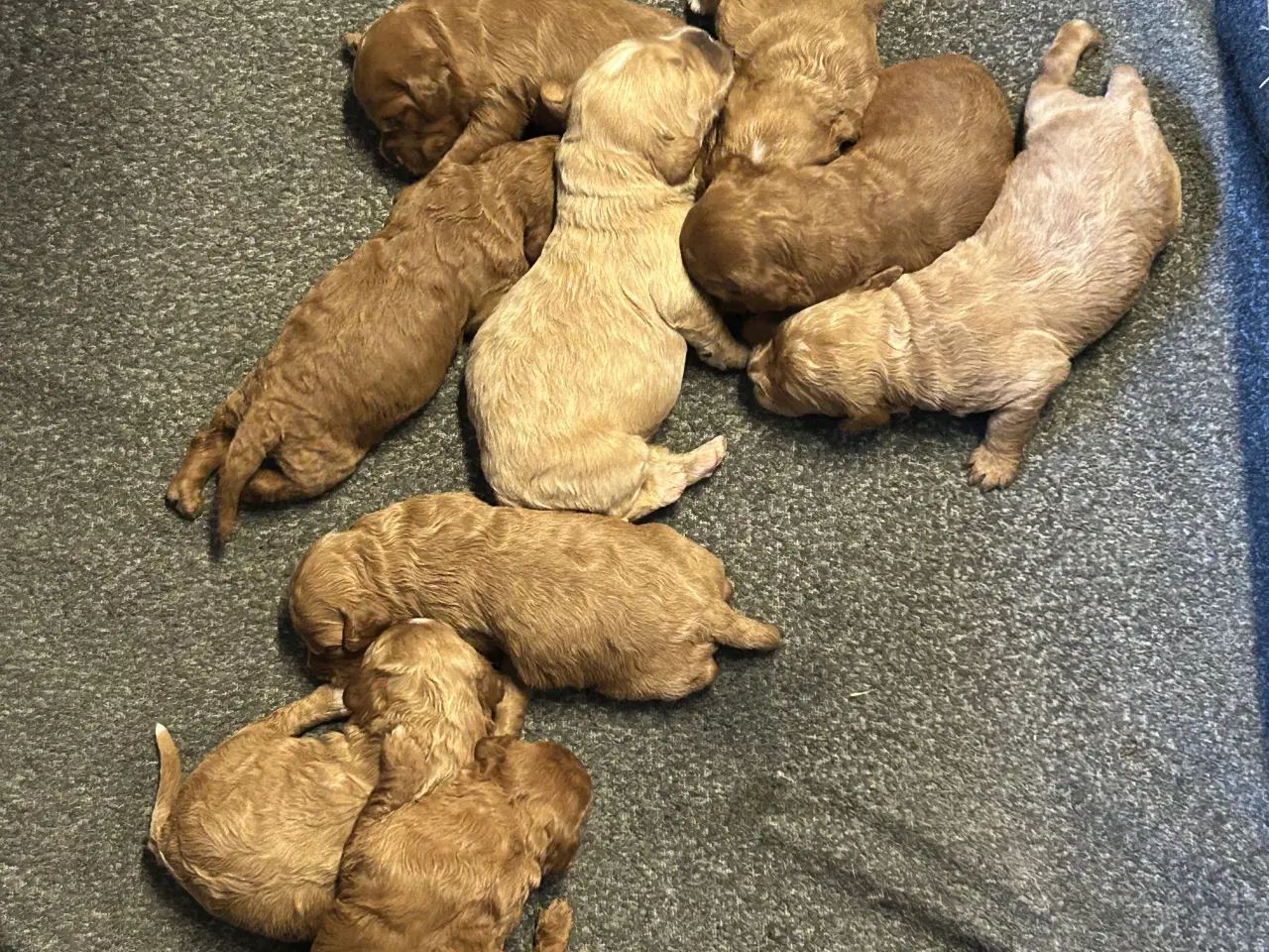 Billede 2 - Goldendoodle + Cavapoo