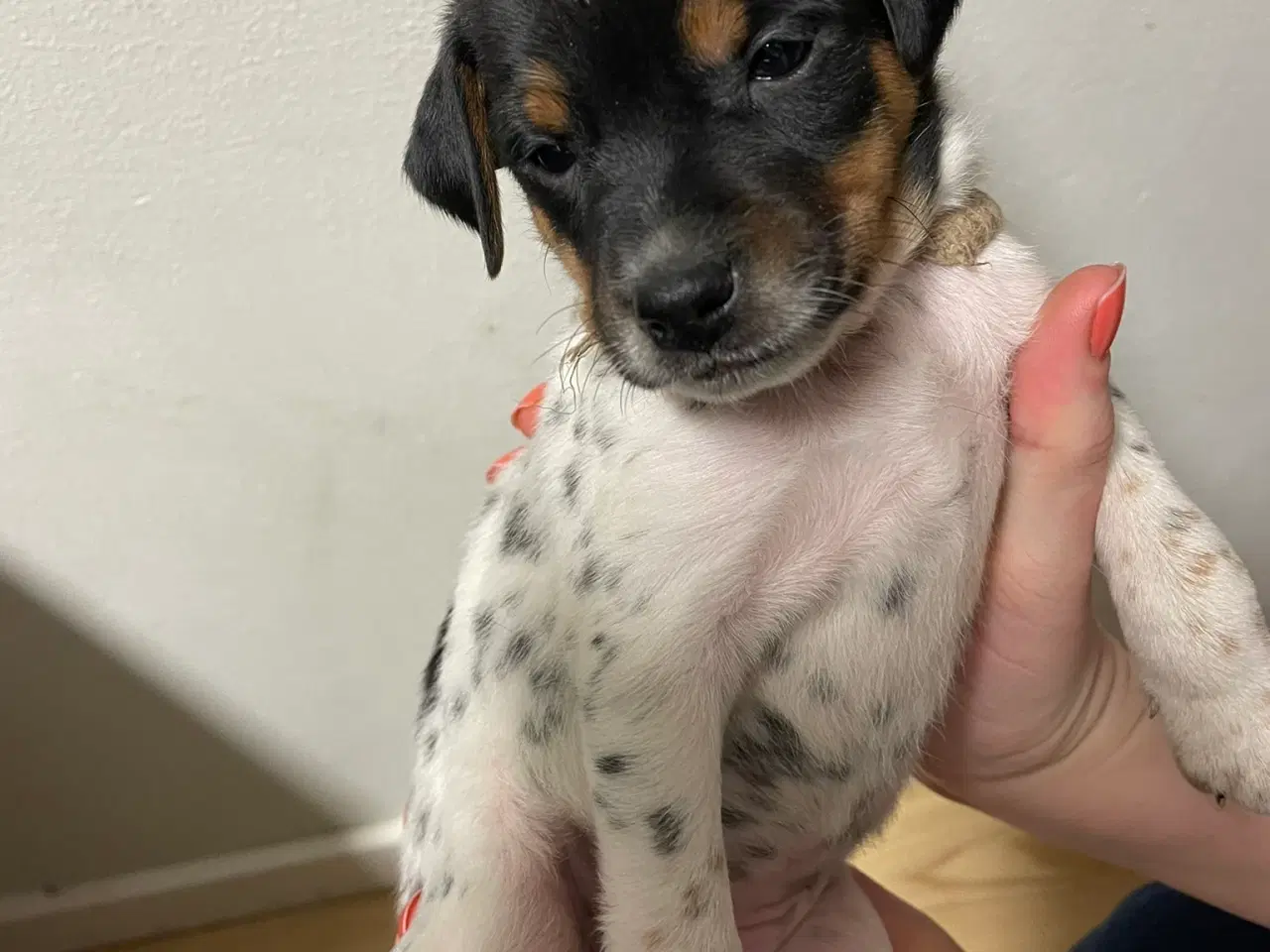 Billede 6 - Foxterrier til salg