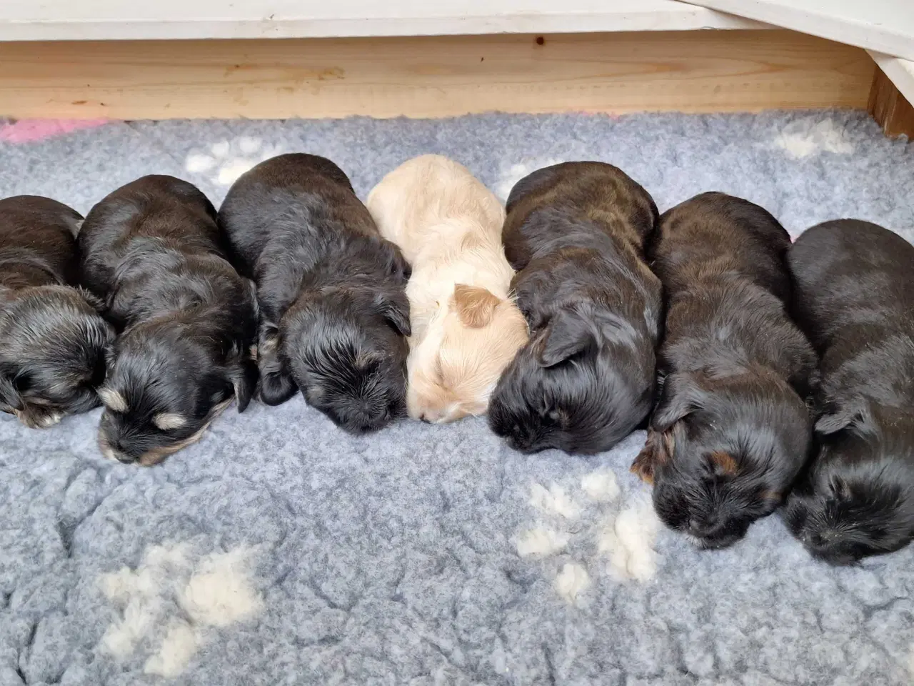 Billede 1 - Smukke Bichon Havanais hvalpe