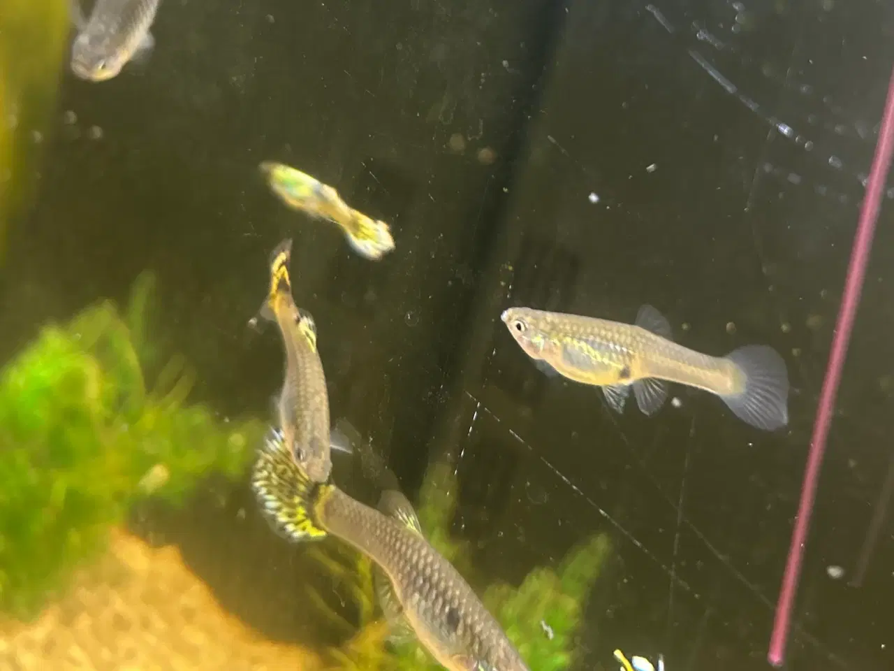 Billede 6 - Gubby mix - flotte farver