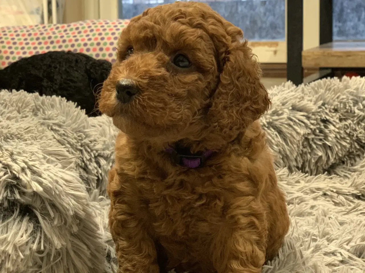 Billede 2 - De skønneste Golden Doodle F1B babyer