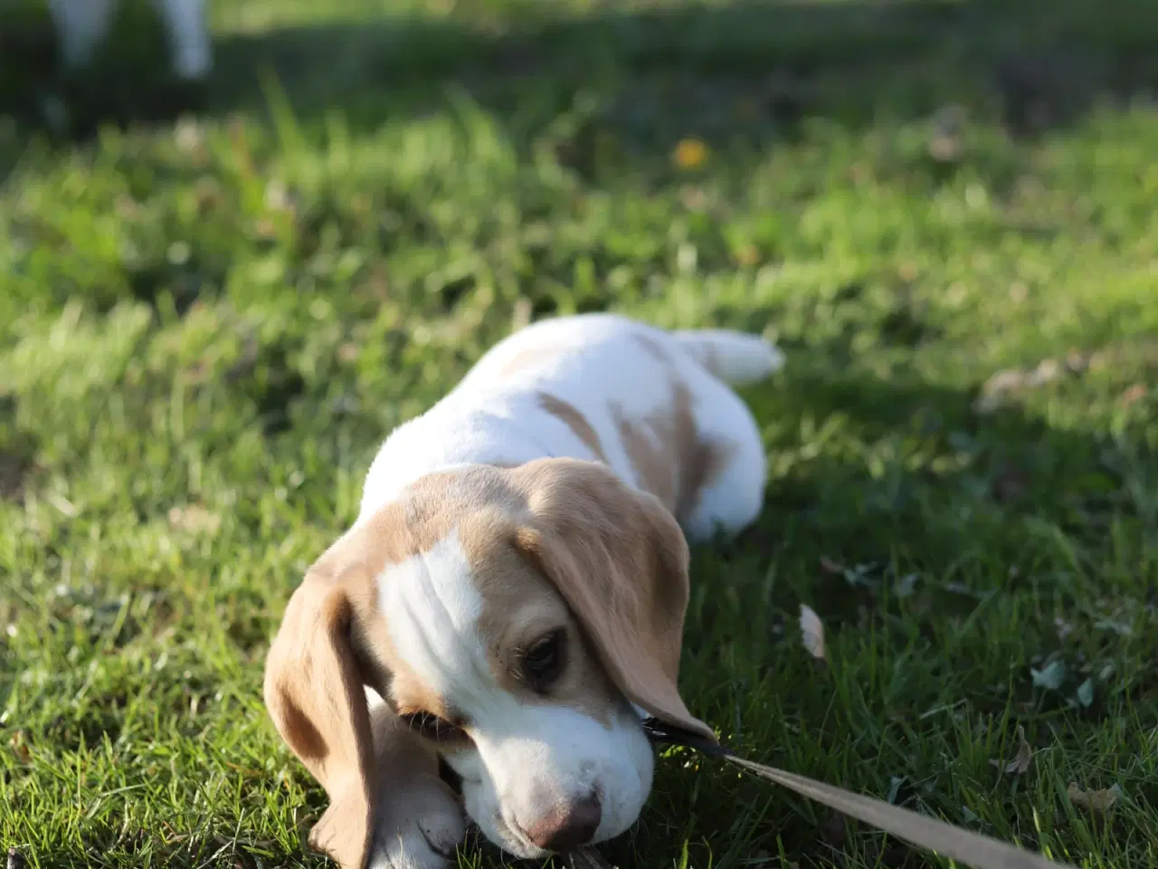 Billede 1 - Beagle dreng