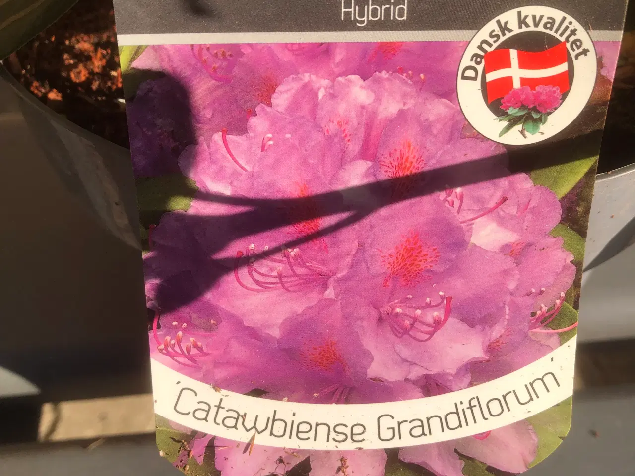 Billede 3 - Rhododendron R. Catawbiense Grandiflorum