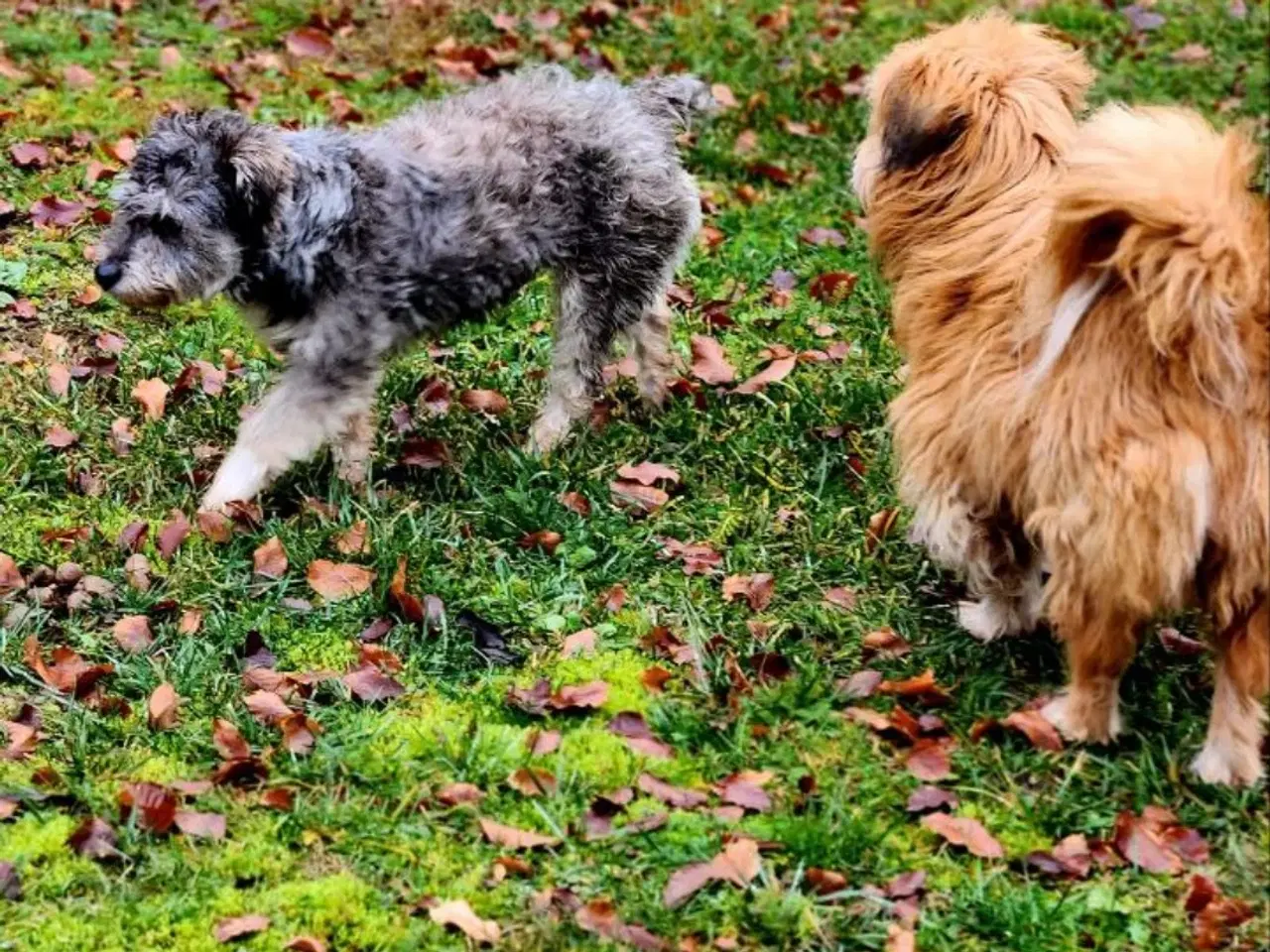 Billede 6 - Søde Sury