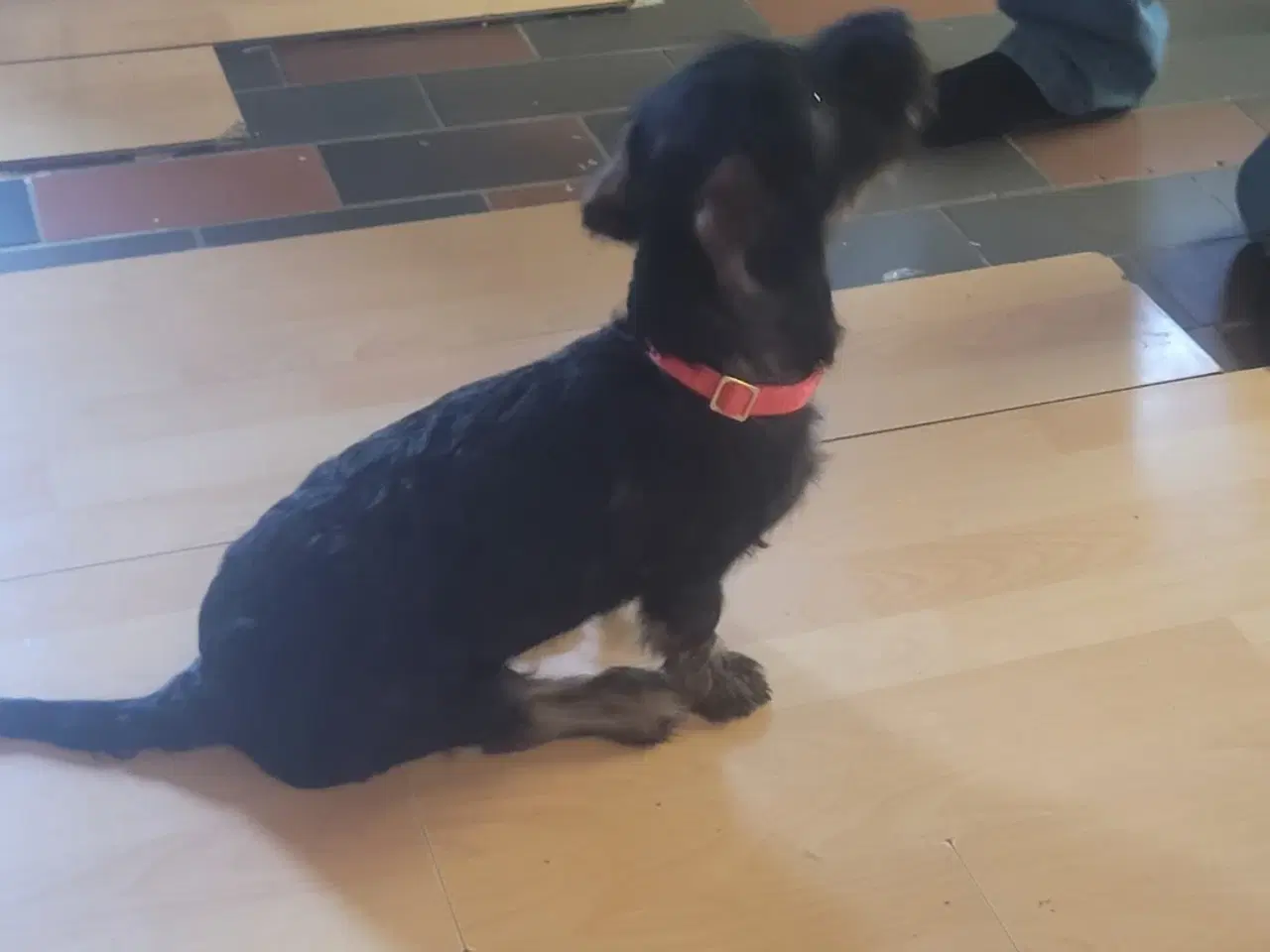 Billede 3 - Gravhund bl dansk svensk tæve 8 mdr