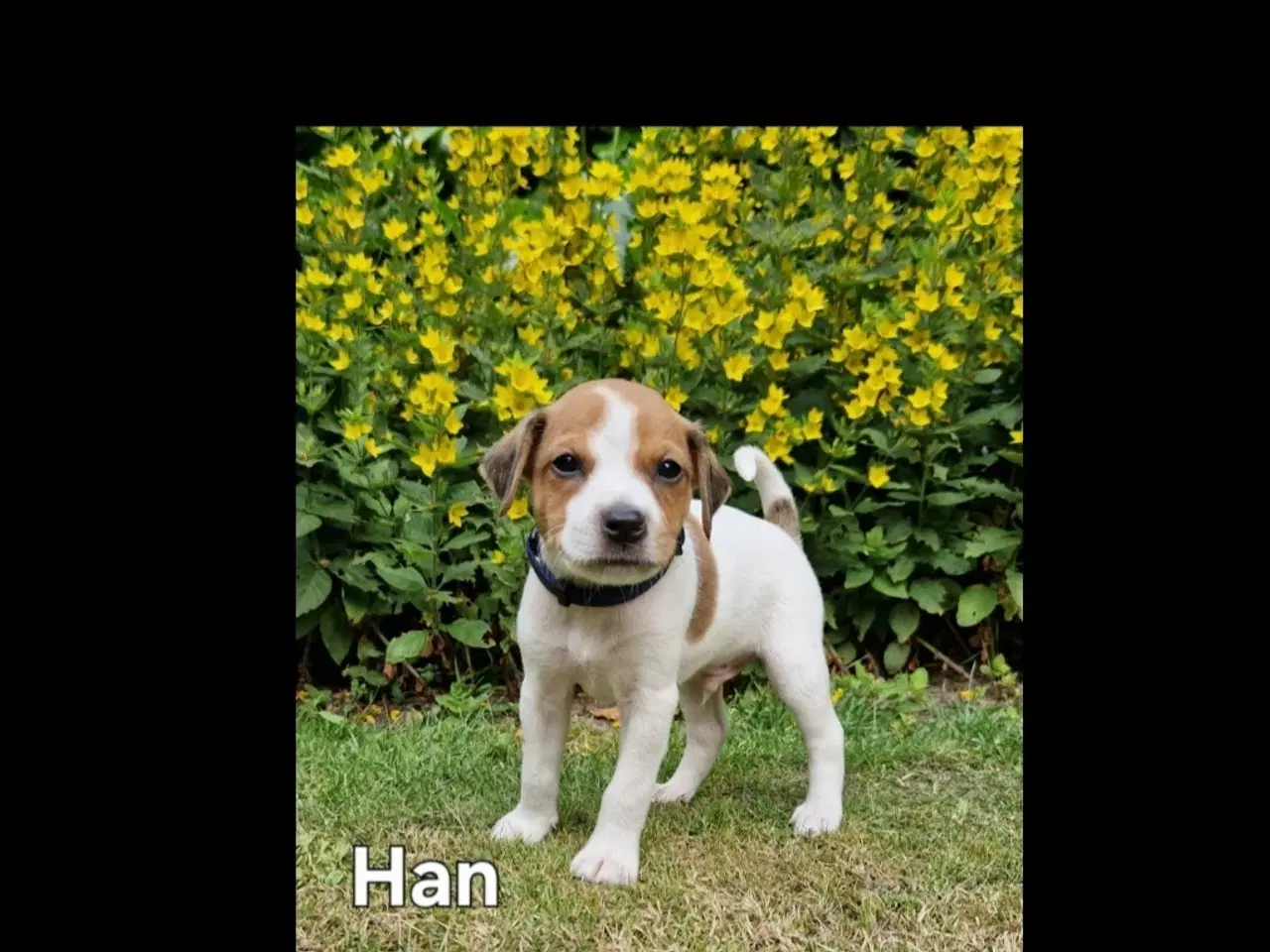 Billede 11 - Dansk svensk gårdhunde hvalpe 