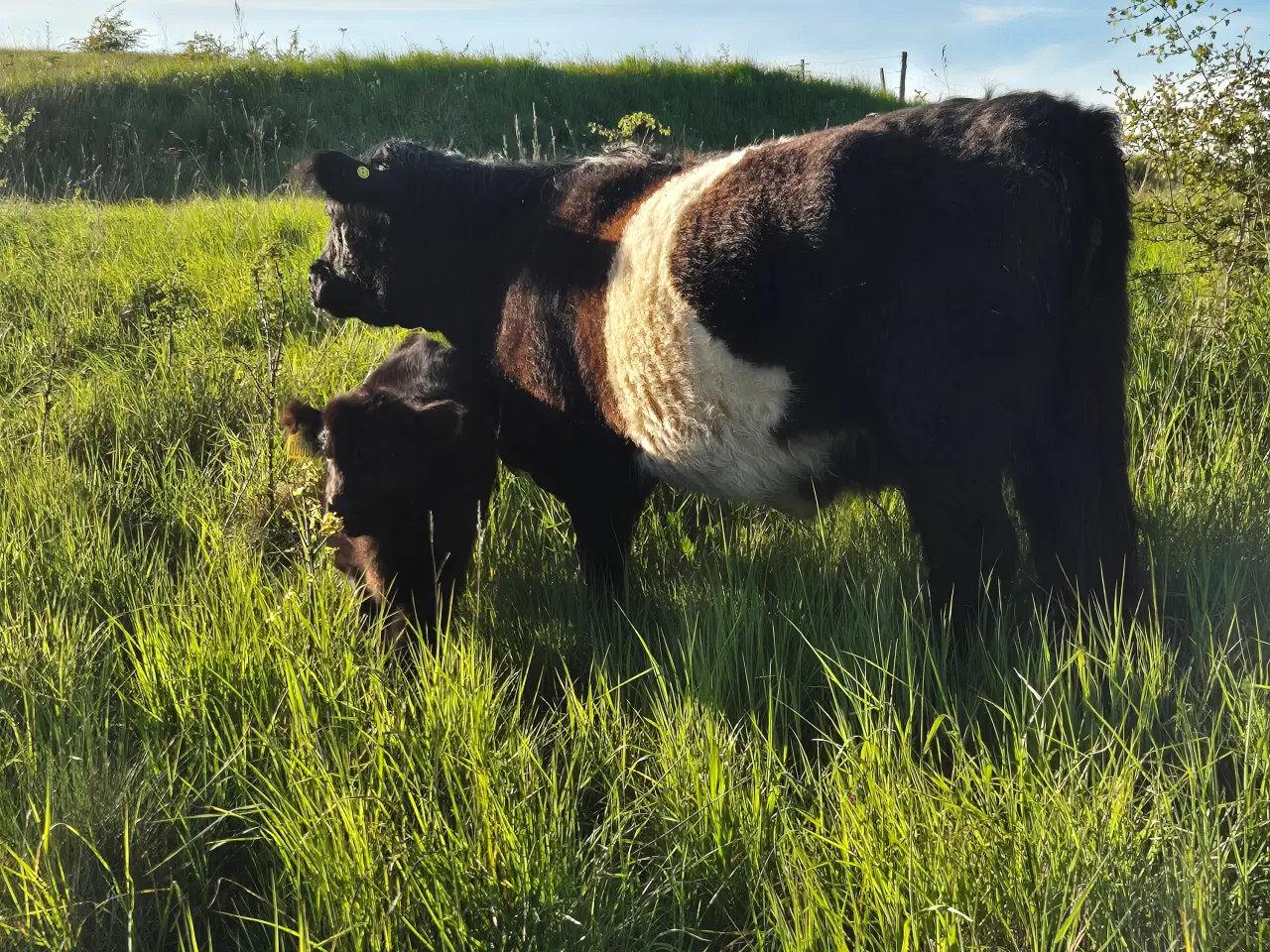 Billede 7 - Galloway - 3 køer + 2 kalve 