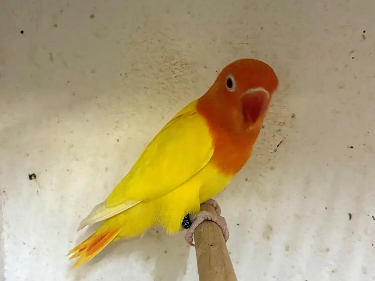 Billede 2 - Rødhovedet Dværgpapegøje