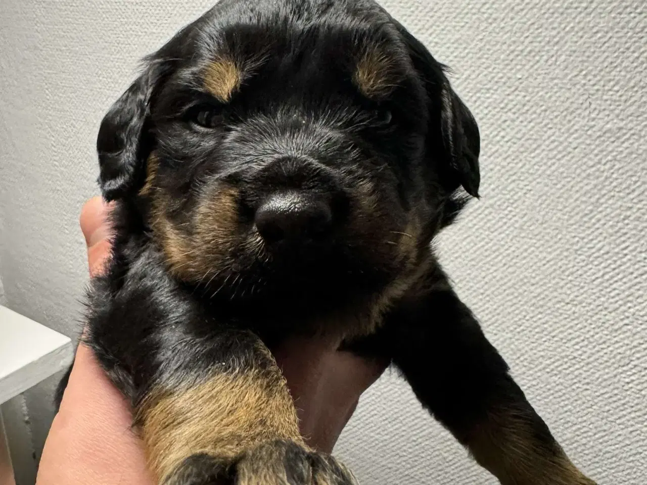 Billede 9 - Golden Retriever/Rottweiler hvalpe til salg