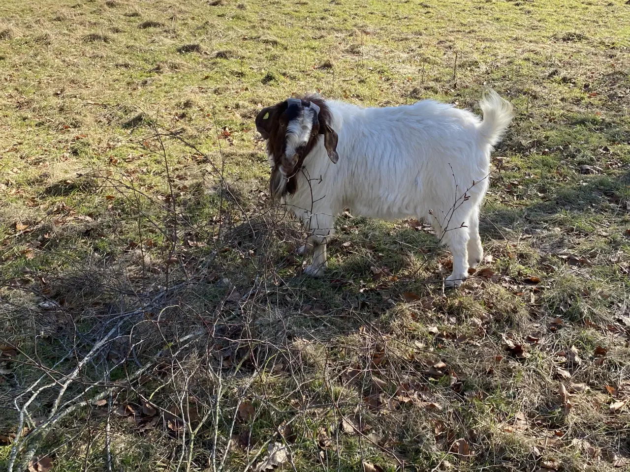 Billede 2 - Boer buk 
