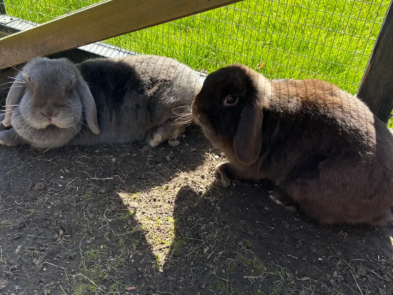 Billede 9 - 2 søde mini lop kaniner (søstre)
