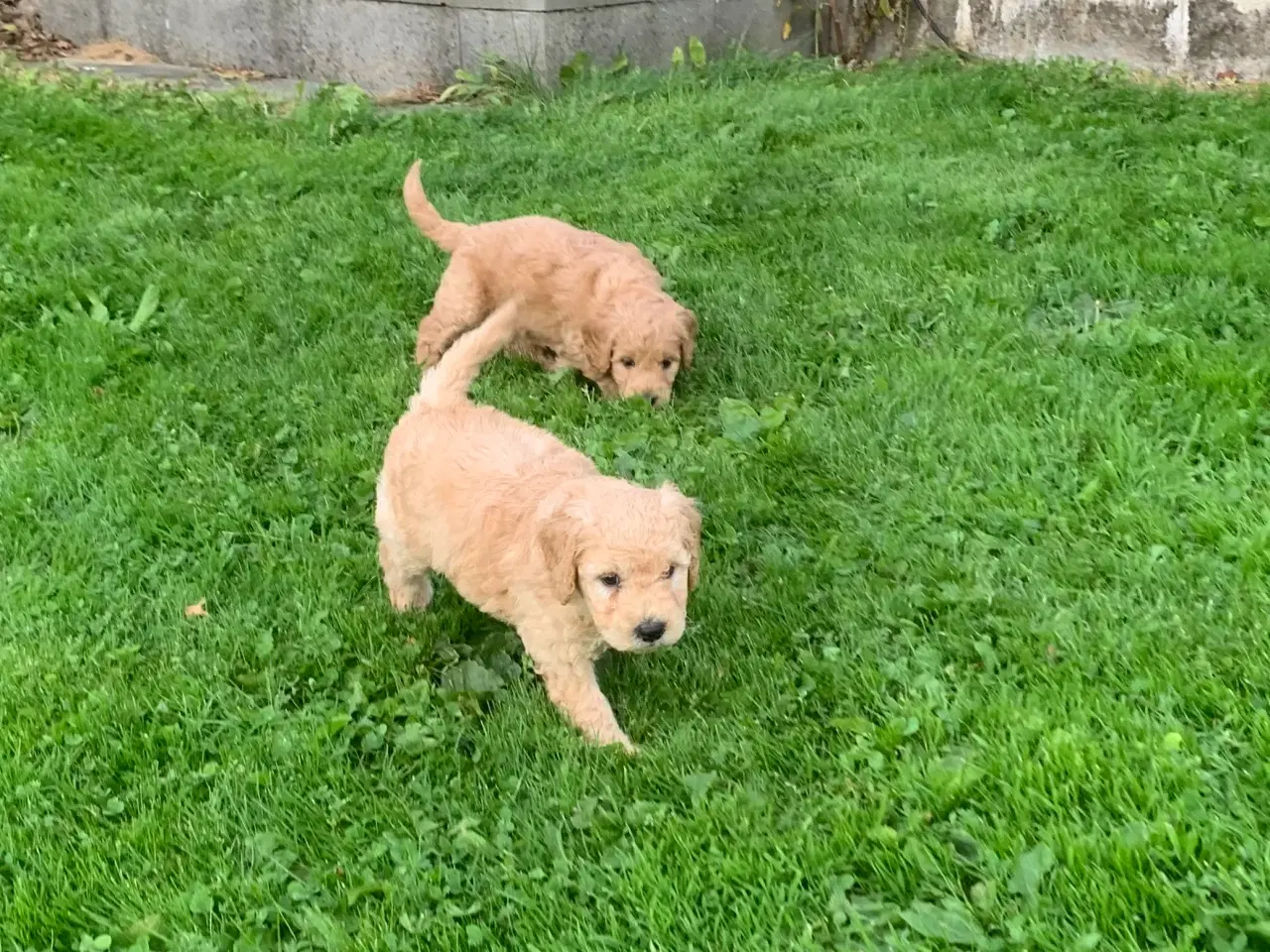 Billede 15 - Mini Golden doodle F1B babyer 