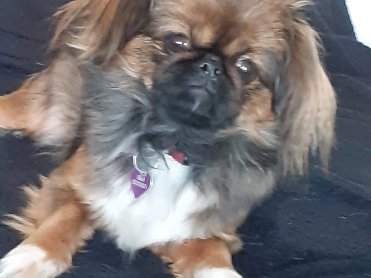 Billede 1 - Hun hund pekingeser 