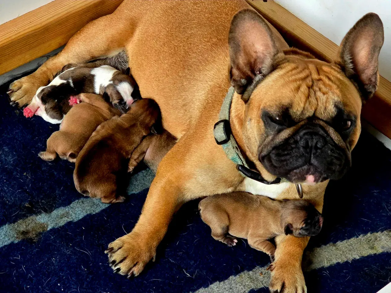Billede 5 - Fransk Bulldog 