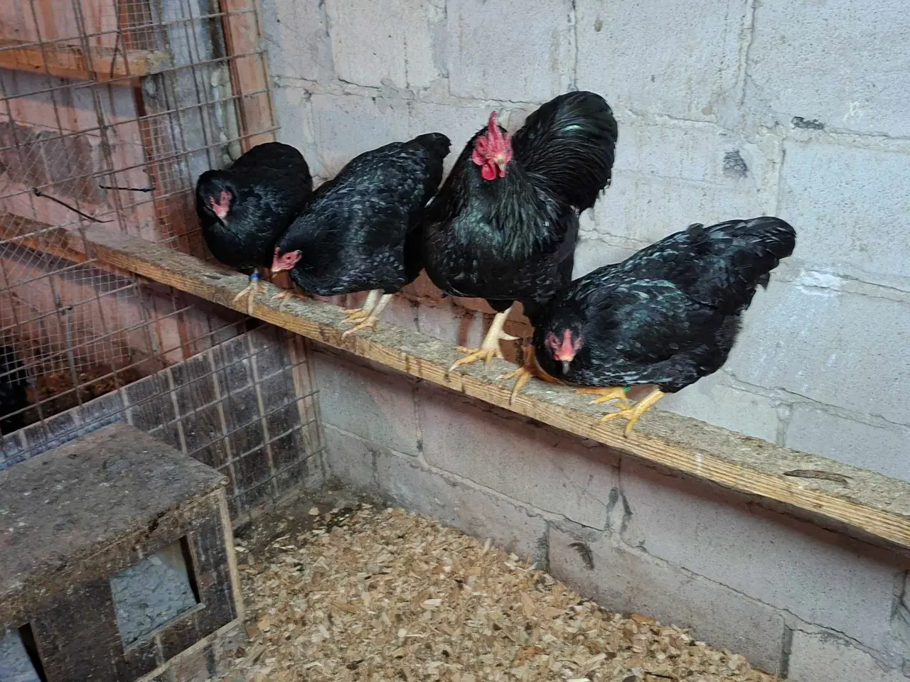 Billede 7 - Dværghøns