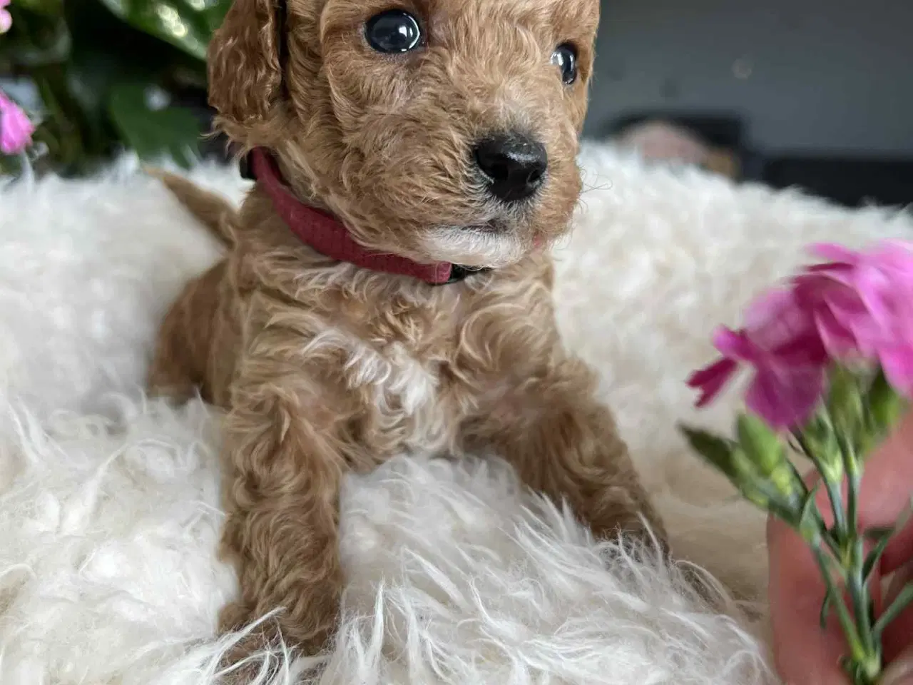 Billede 7 - Maltipoo tæve 