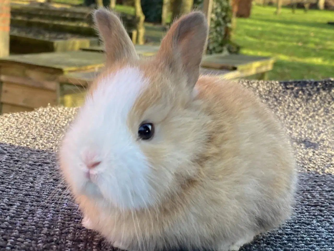 Billede 8 - HOLLÆNDER HAN MADAGASCAR