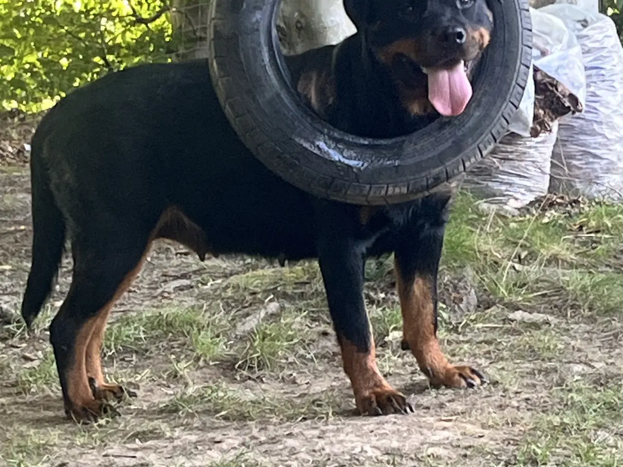 Billede 6 - Skønne hvalpe