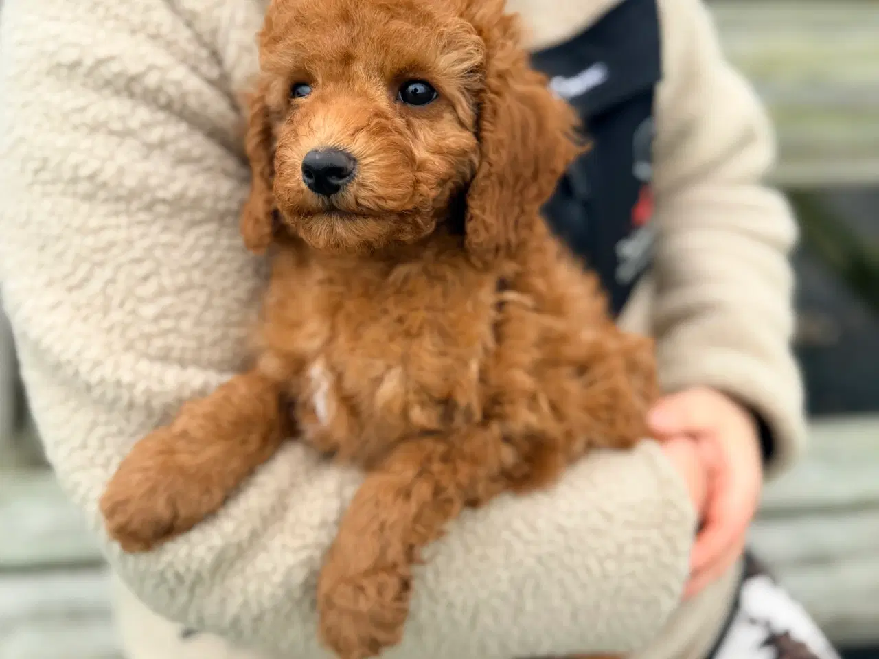 Billede 2 - Mellem puddel