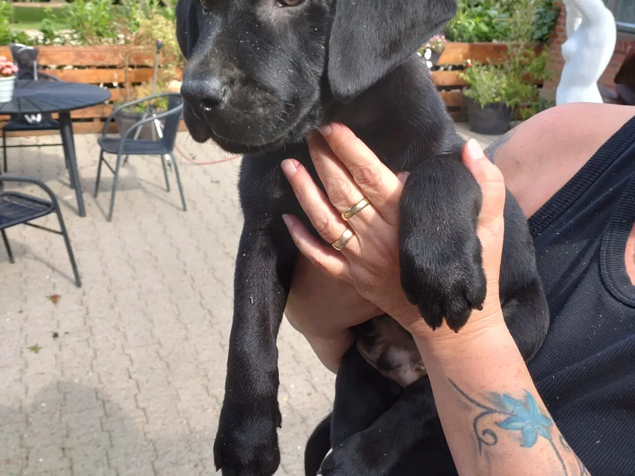 Billede 2 - Labrador hvalpe sælges 