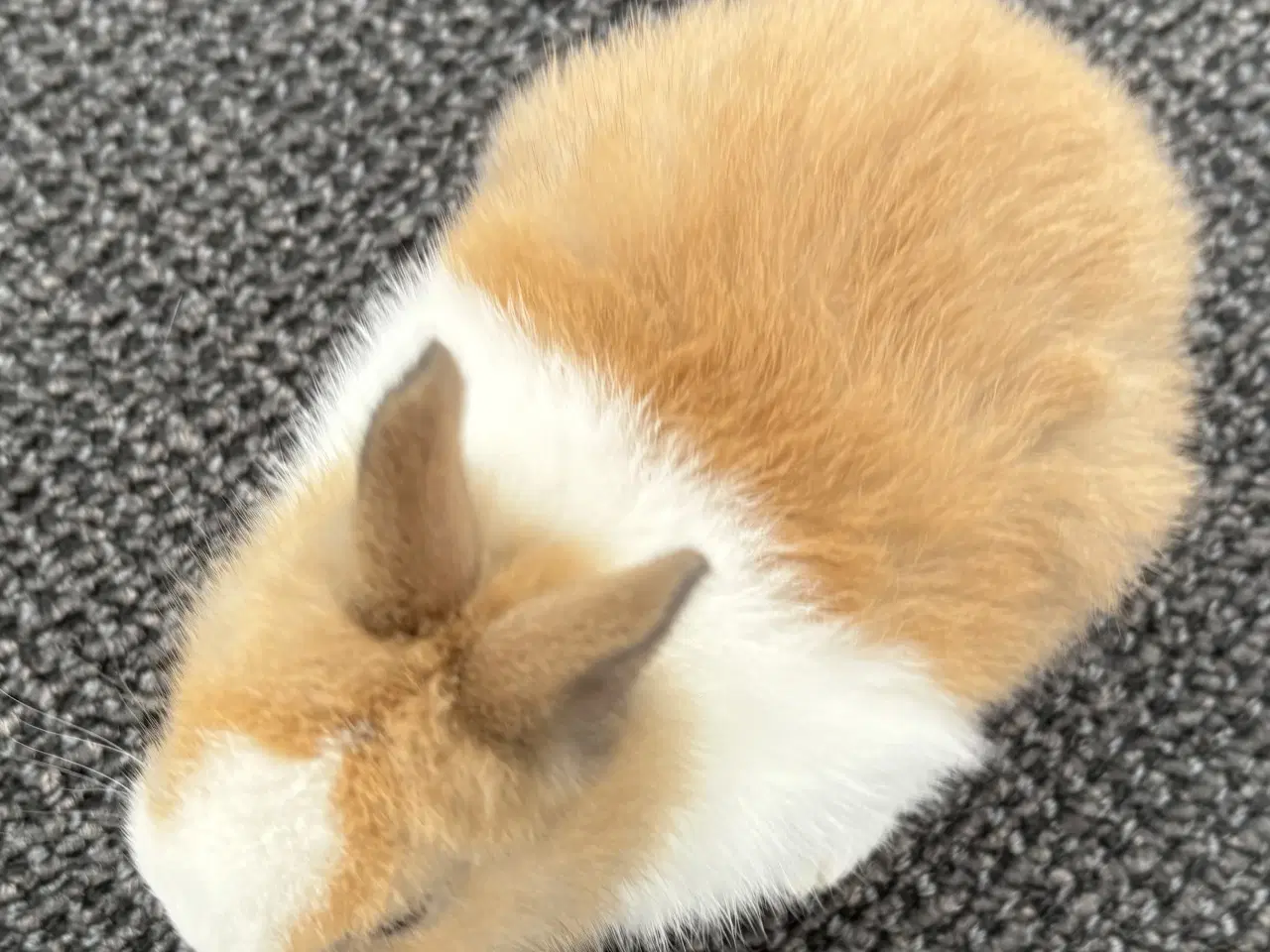 Billede 4 - HOLLÆNDER HAN MADAGASCAR