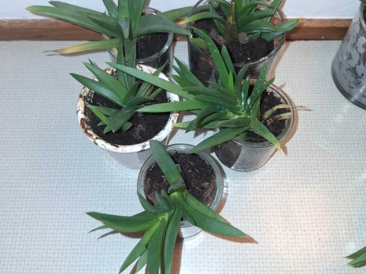 Billede 4 - Plante-børn: klar til nyt hjem