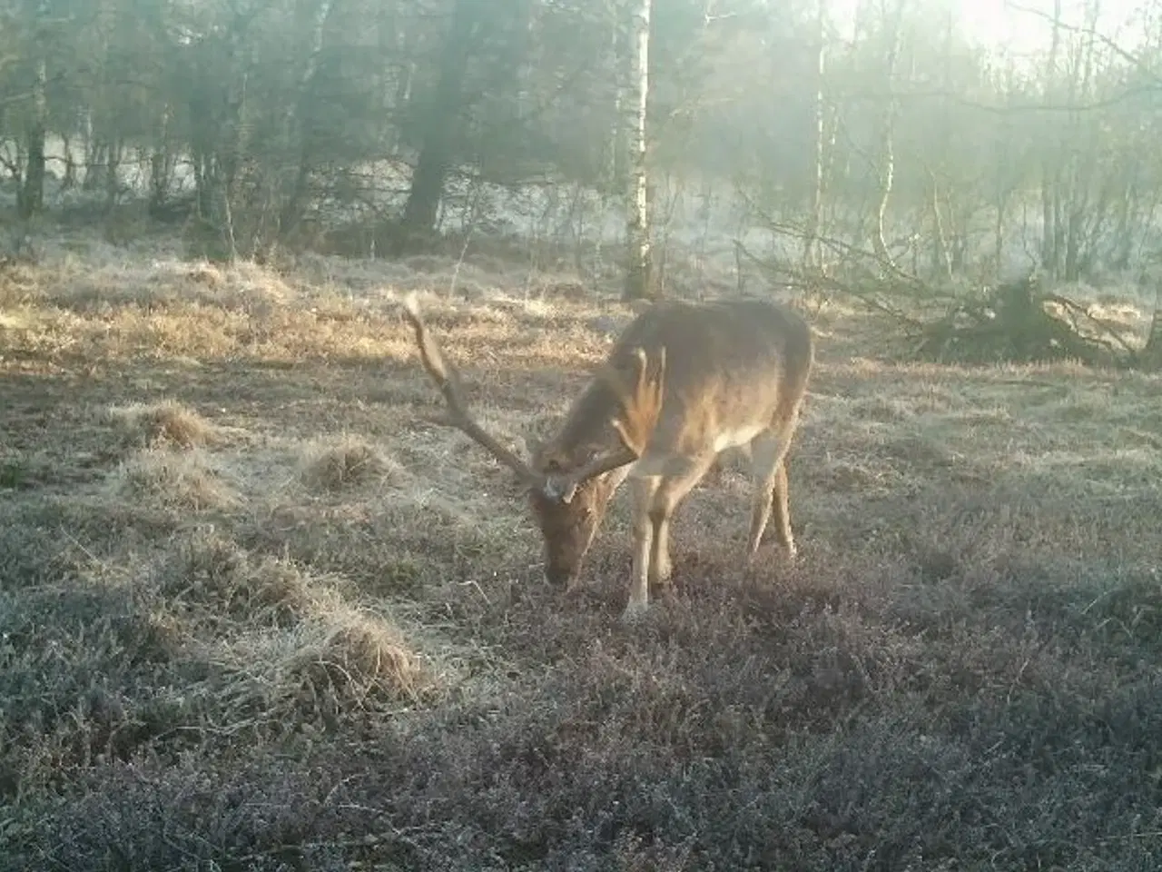 Billede 4 - 3,95 Ha frijord ved Vejen