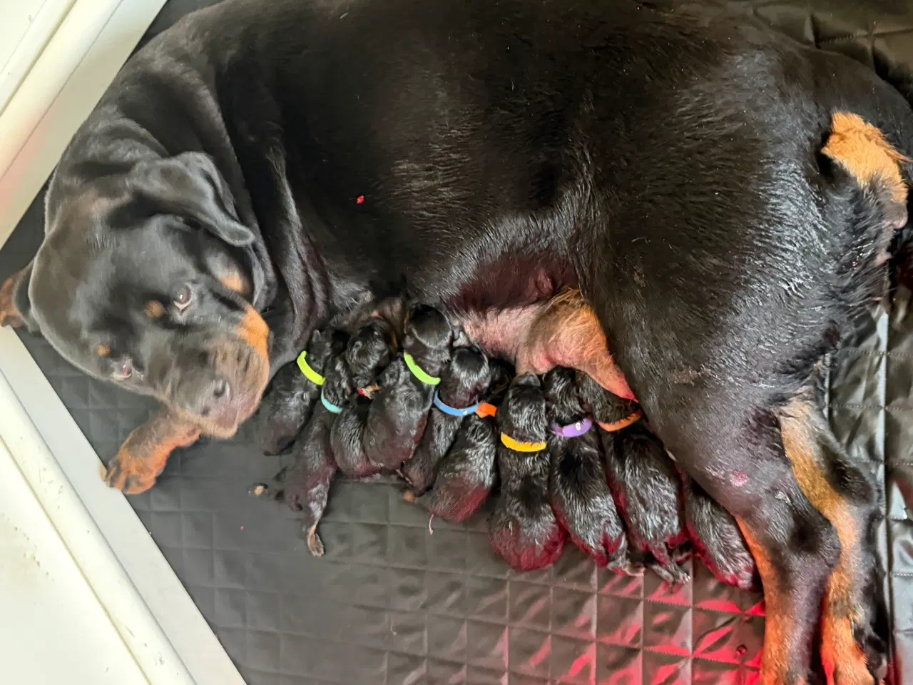 Billede 10 - M.B´Rottweiler Hvalpe