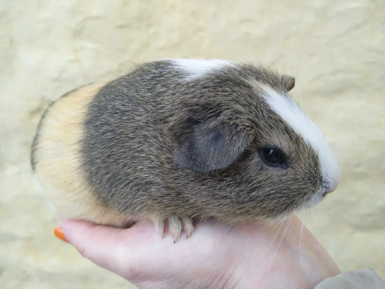 Billede 2 - 2 x Han unge til voksen, der har mistet makkeren.