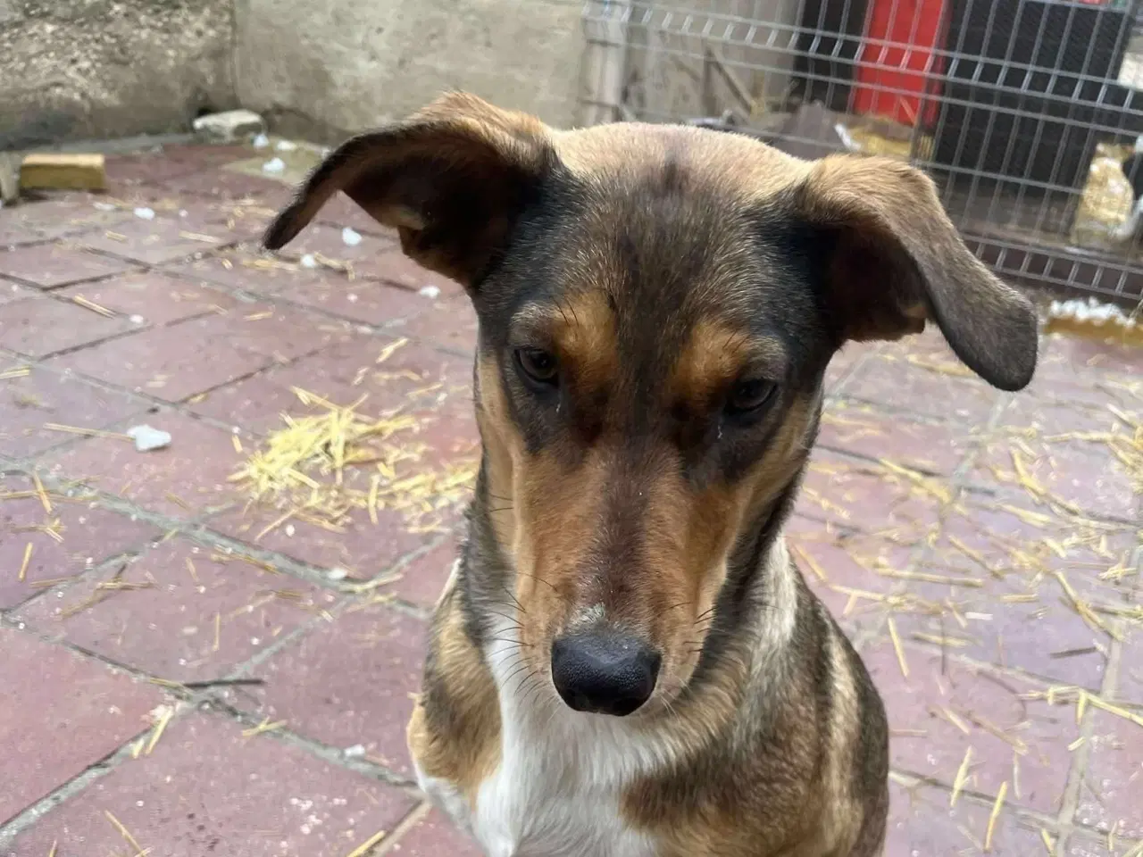 Billede 3 - Sødeste Ane søger familie 