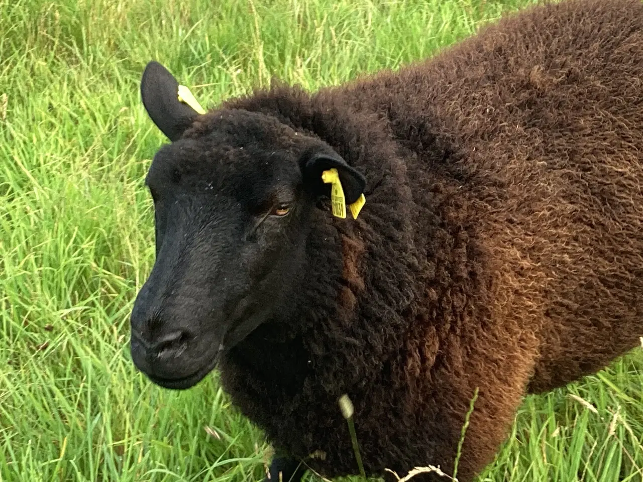 Billede 2 - Krydsningsfår, Zwartbless/Texel, 2 og 3 år. 