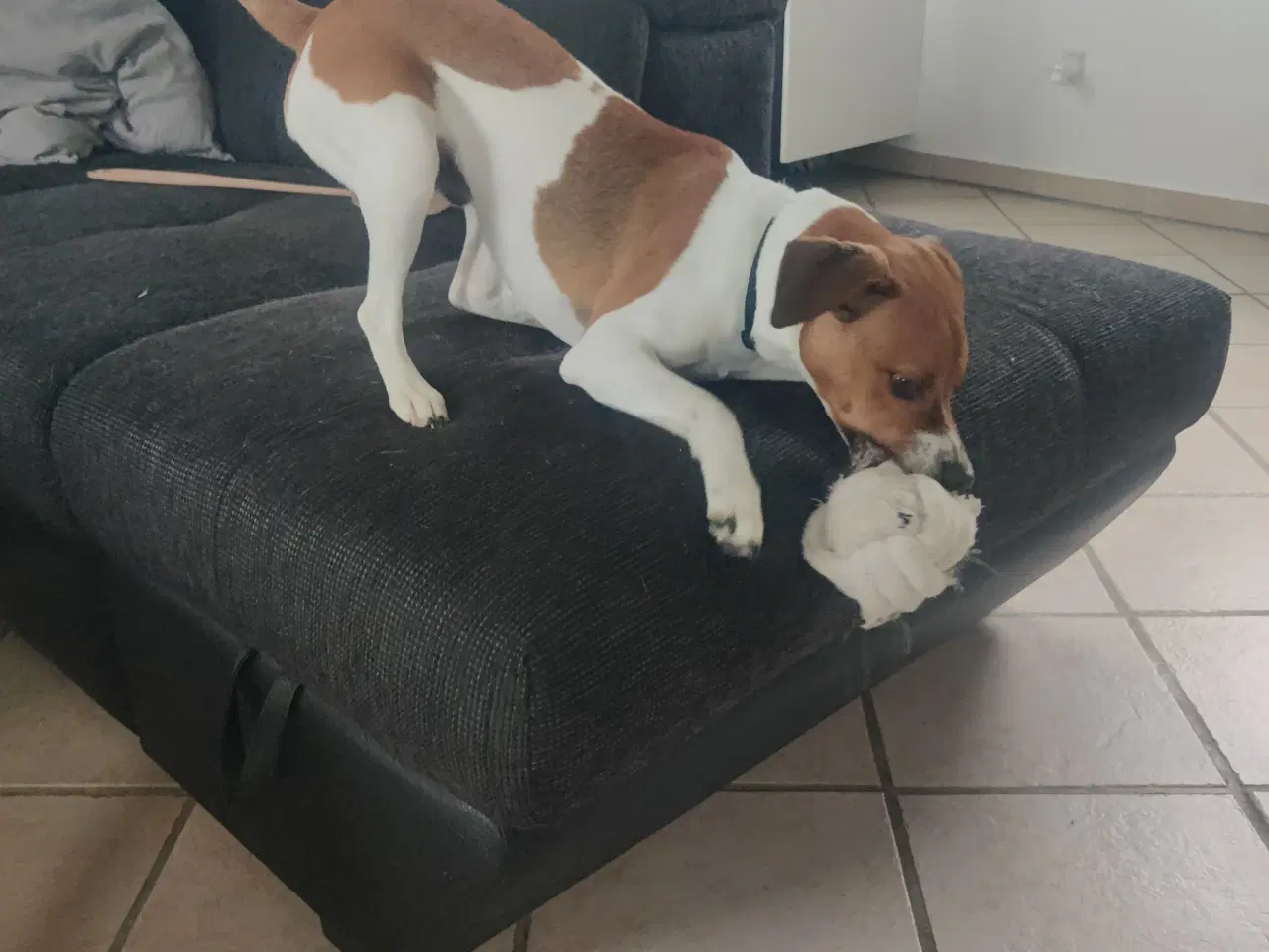 Billede 2 - Dansk svensk gårdhund 
