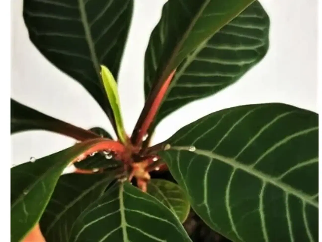 Billede 1 - Madagascar Jewel (Euphorbia leuconeura)