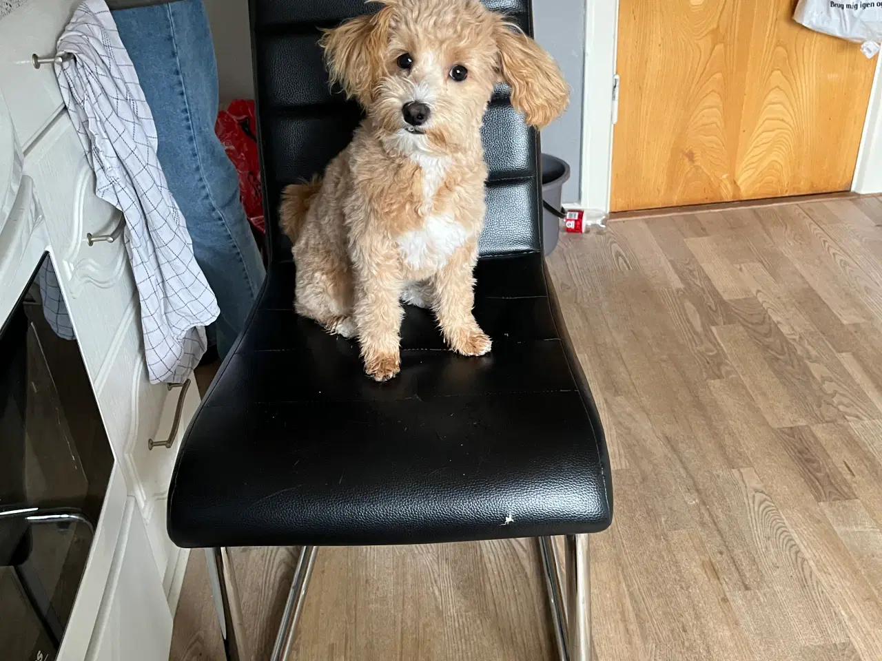 Billede 2 - Maltipoo hvalp sælges.