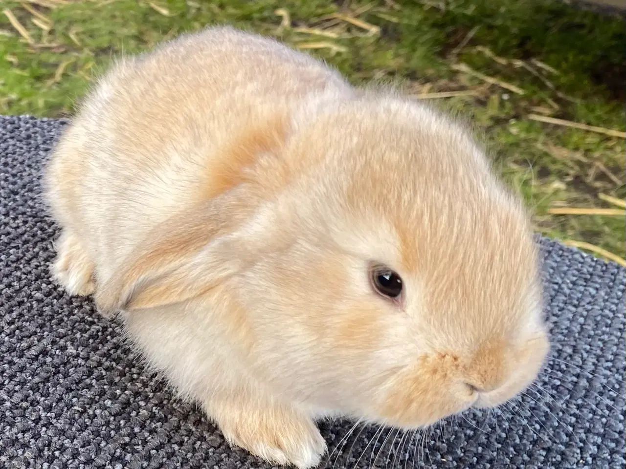 Billede 6 - FRANSK VÆDDER HUN VILDTGUL