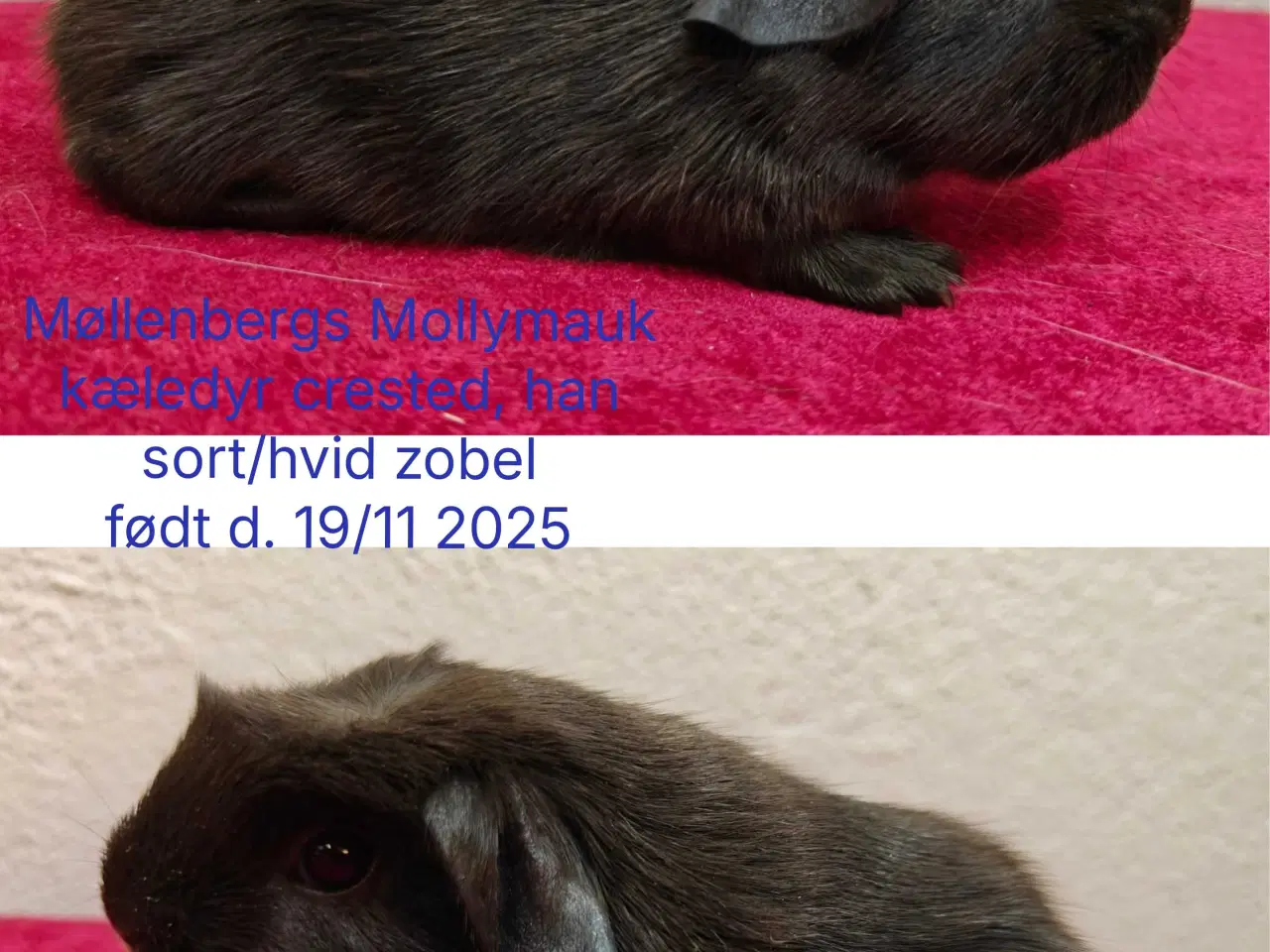 Billede 1 - Møllenbergs Opdræt