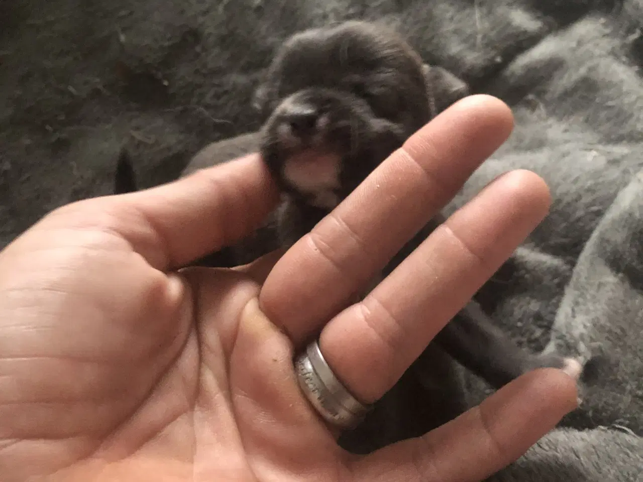 Billede 19 - Shih Tzu / Chihuahua blanding