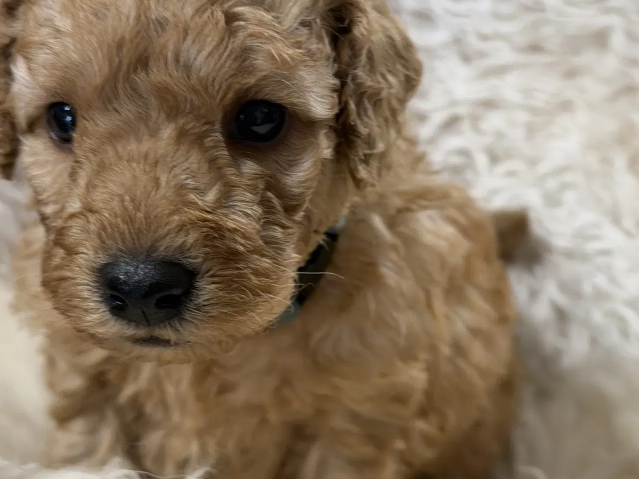 Billede 11 - Smukke mini Labradoodle ❤️🐾