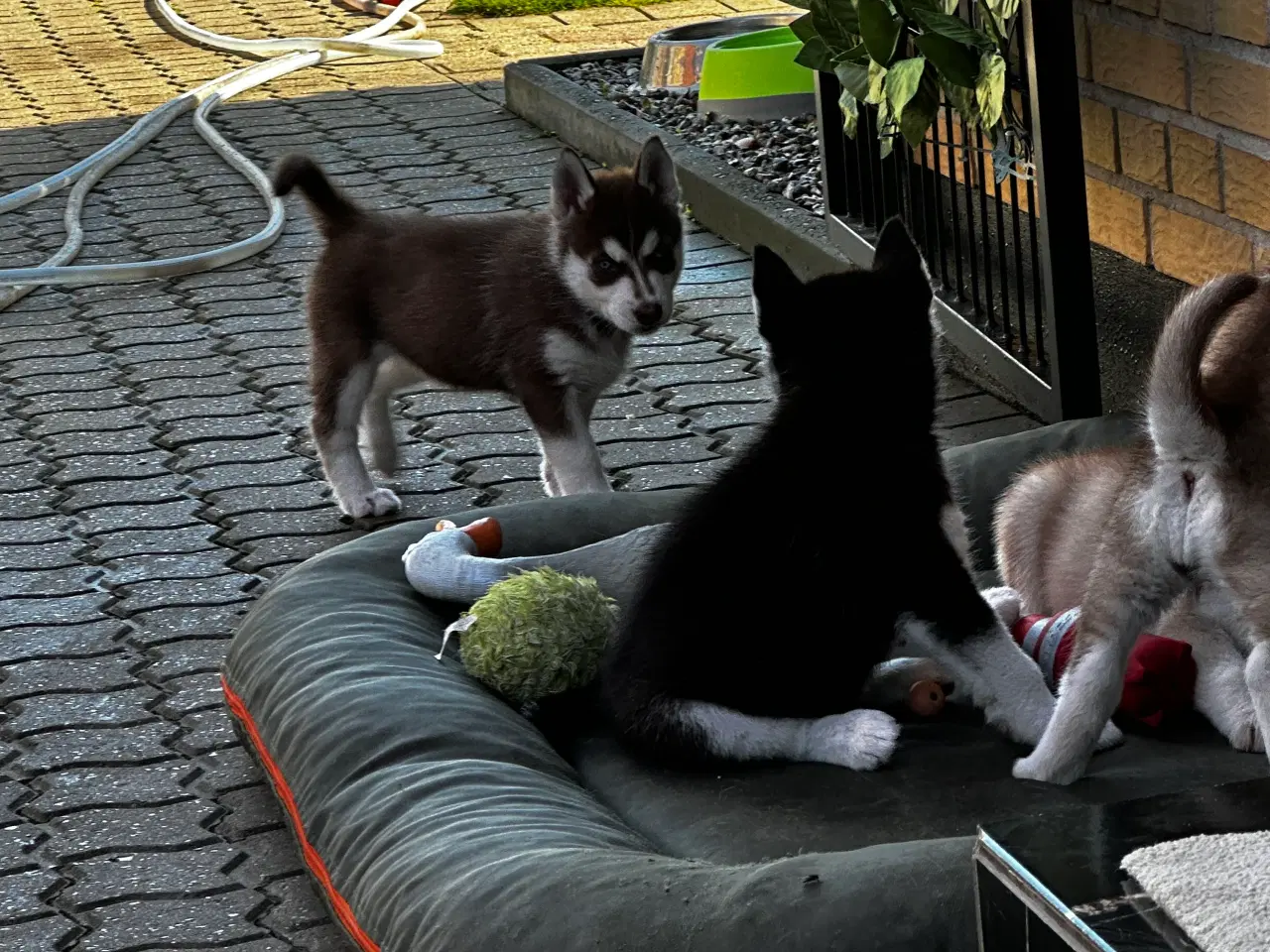 Billede 4 - Husky hvalpe 