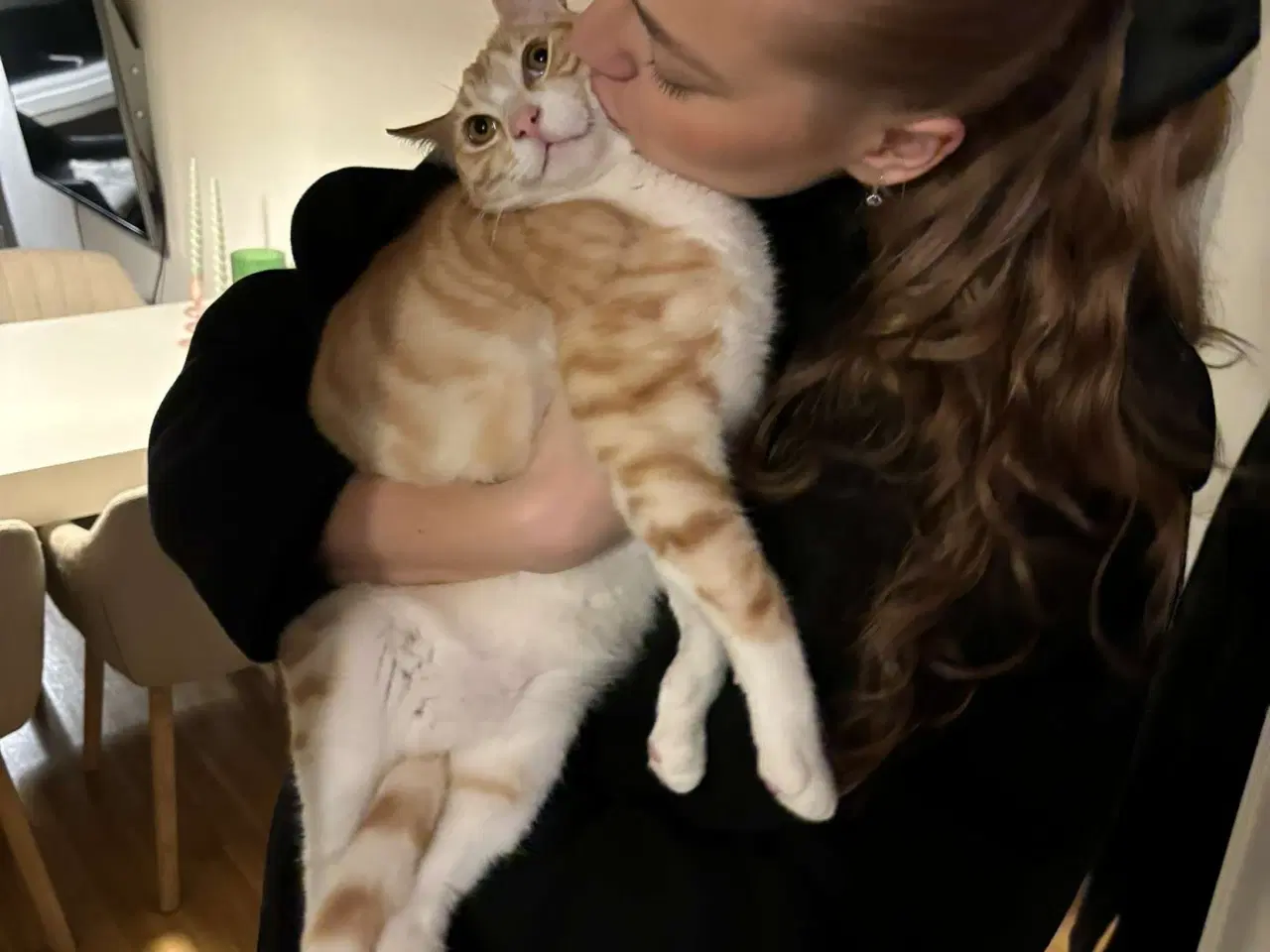 Billede 18 - 2 årig kat gives væk