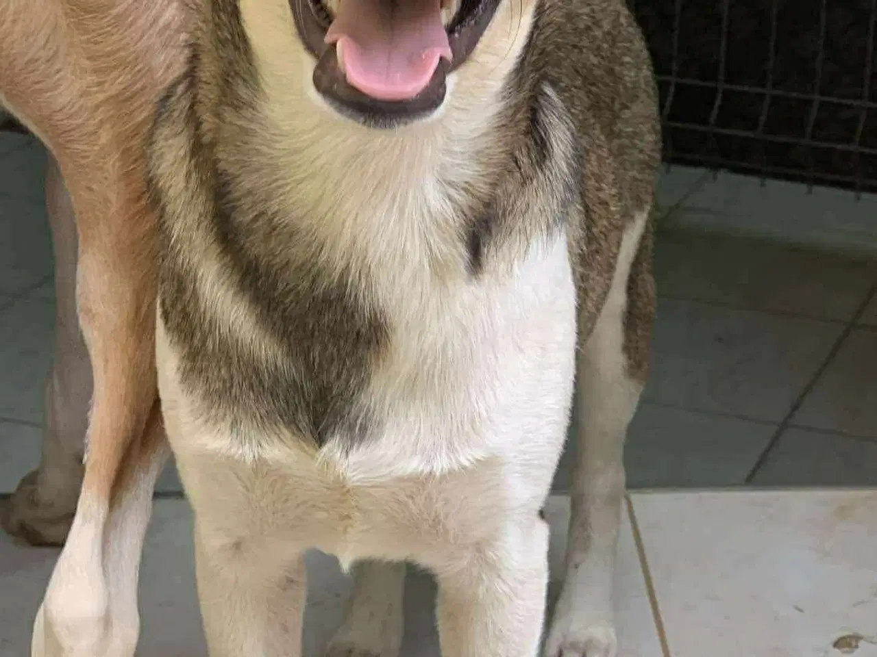 Billede 12 - Erik med de flyvende ører søger familie