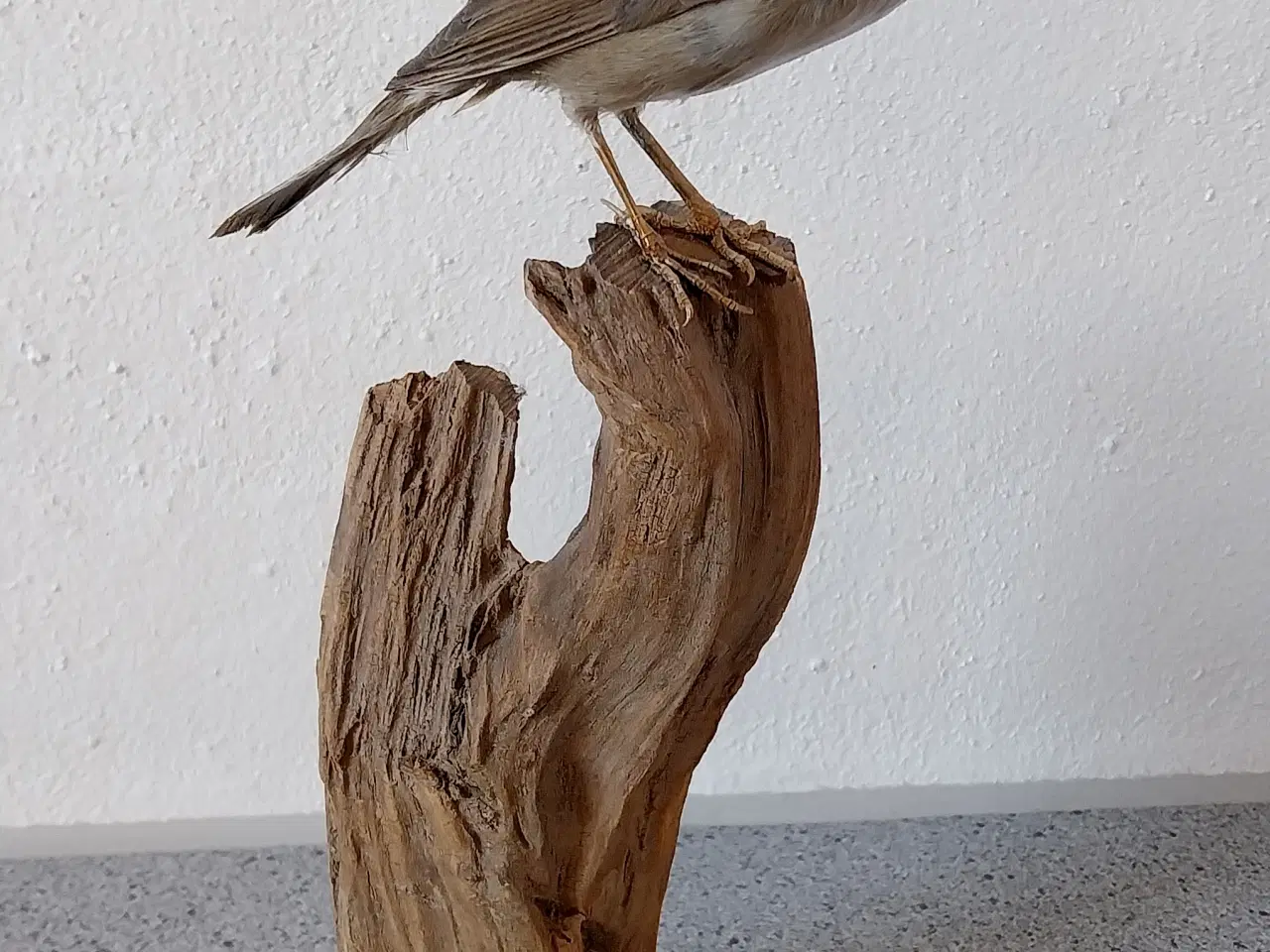 Billede 3 - Udstoppet Munk hun