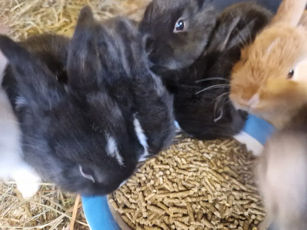 Billede 1 - Søde kanin unger 