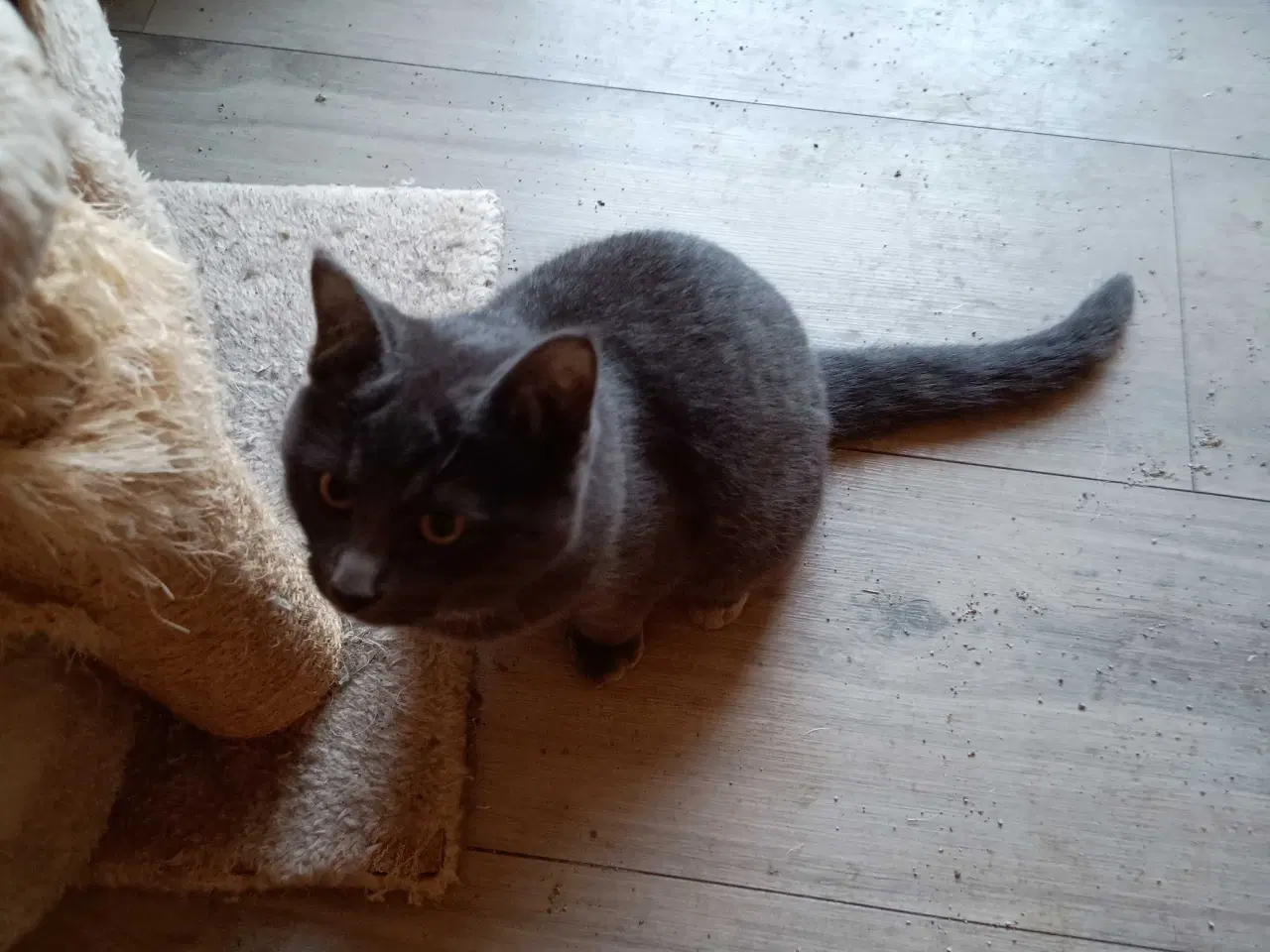 Billede 2 - 4 friske hankatte