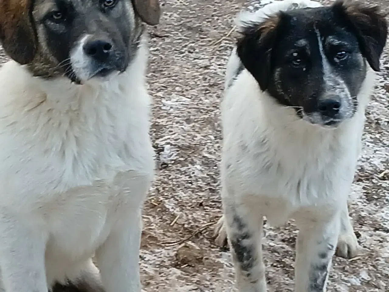 Billede 5 - Savannah drømmer om et hjem 🩷