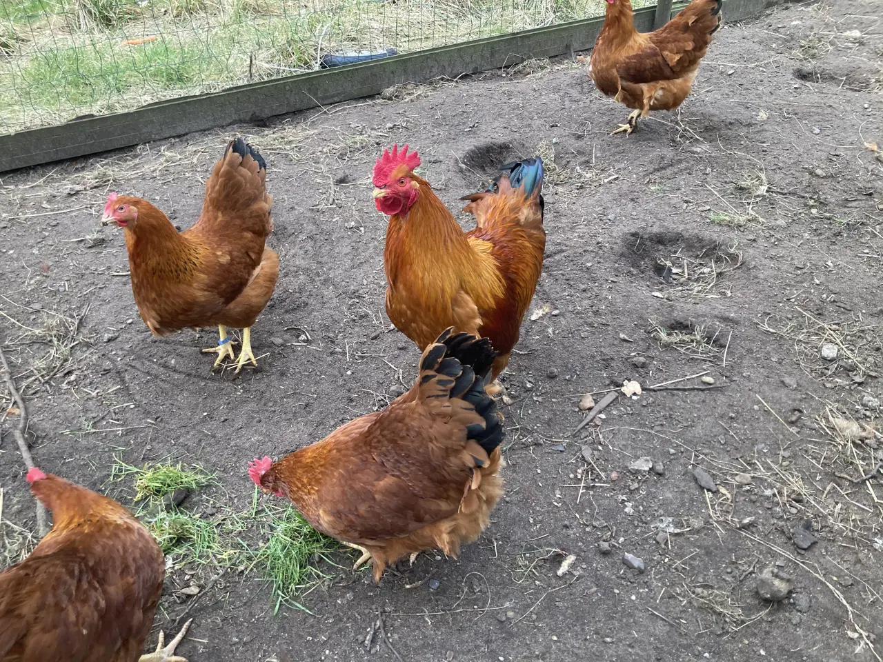 Billede 1 - Rugeæg fra racehøns