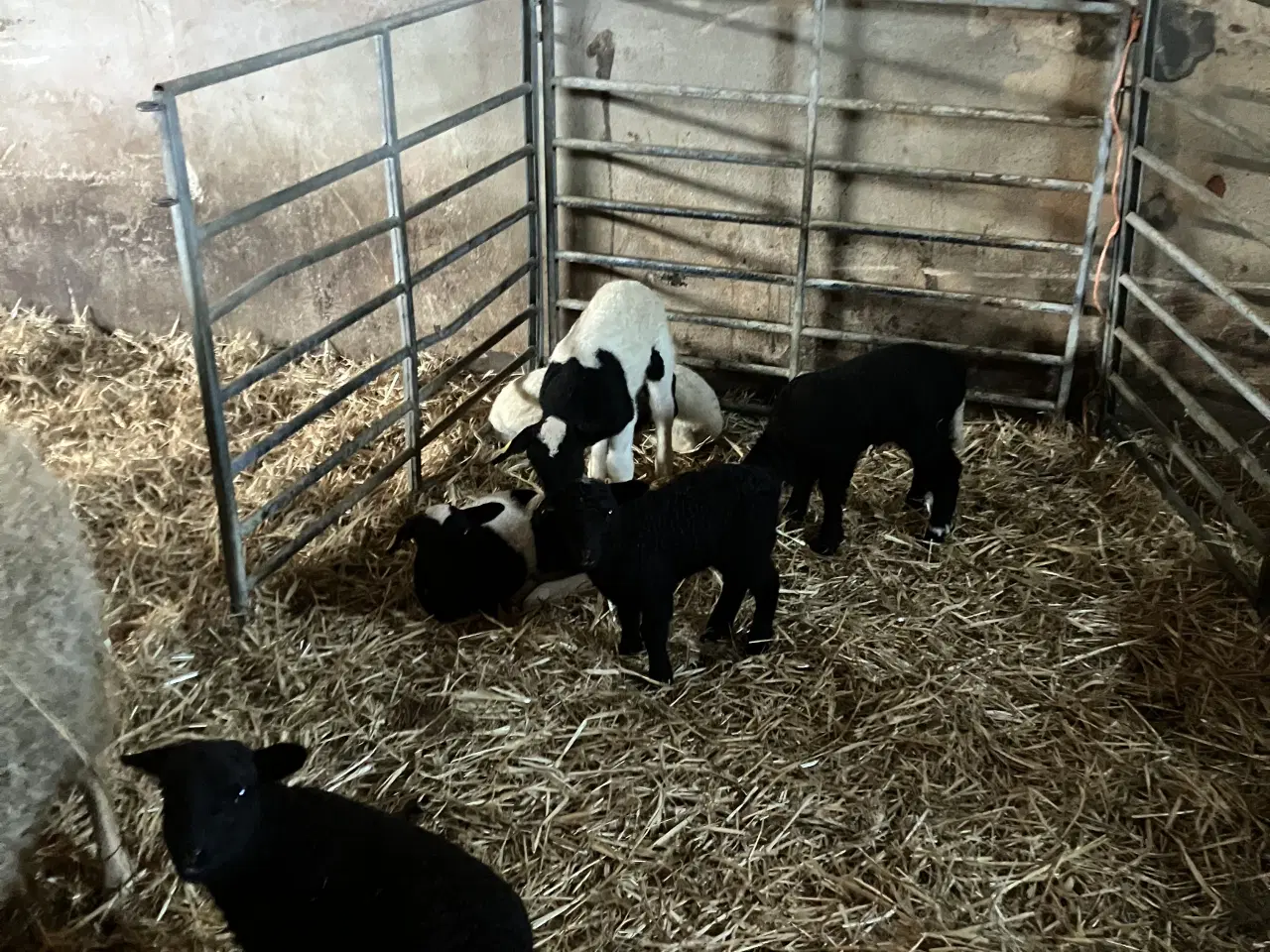 Billede 1 - Får med lam