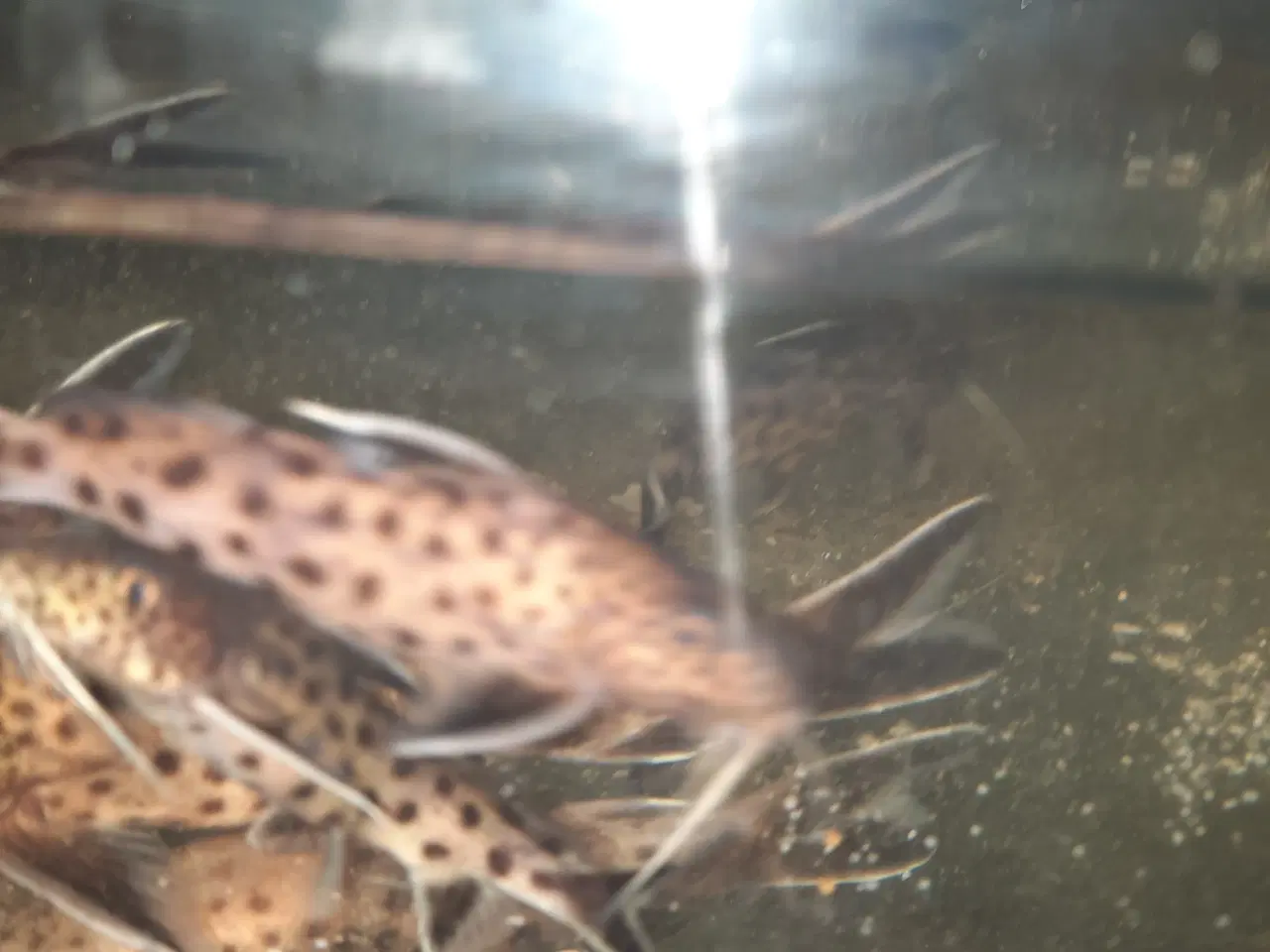 Billede 1 - Synodontis petricola