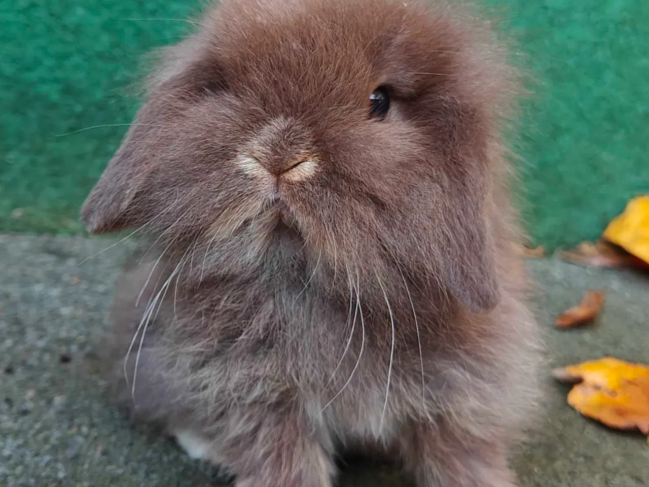 Billede 4 - Minilop/Lionlop