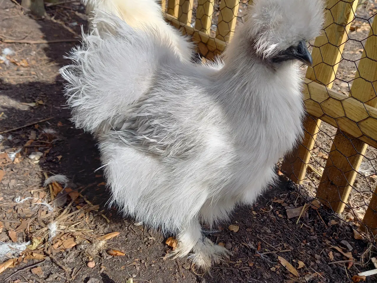 Billede 1 - 2 mellem str silkehøner